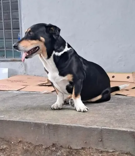 Tobias para Adoção Responsável