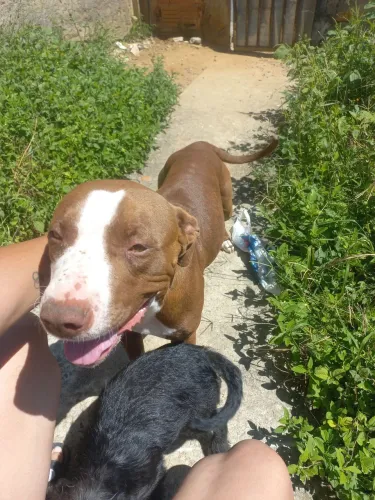 Doação de pitbull