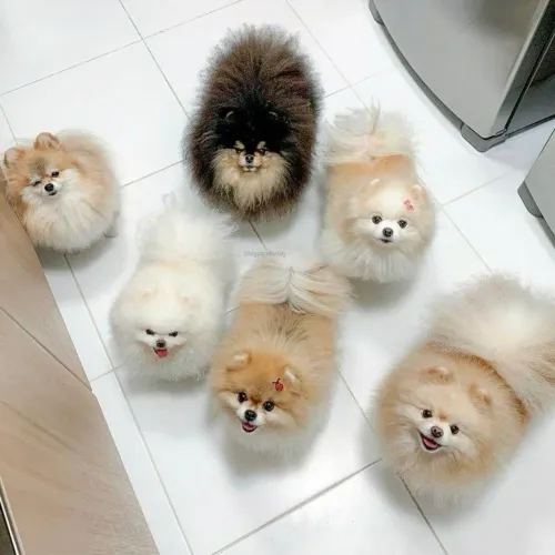 Filhote Spitz Alemão, Aumor em Quatro Patas Pronto Para Seu Lar!