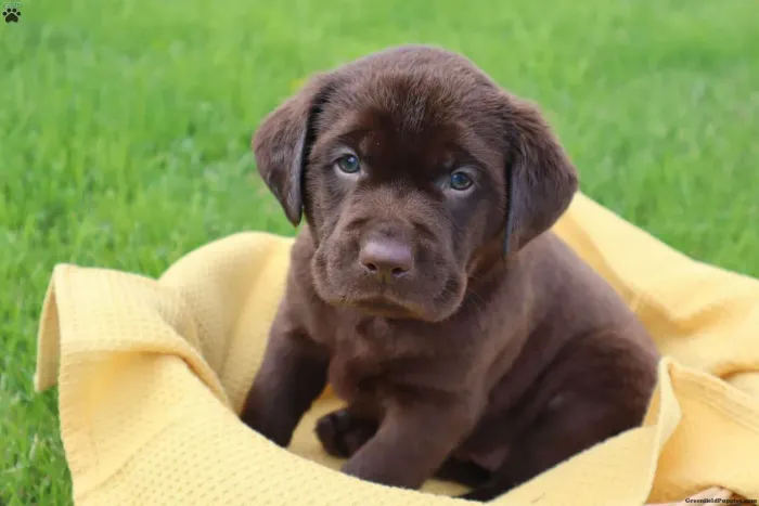 Labrador Chocolate | Entregamos no seu endereço