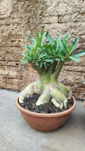 Rosa do Deserto 