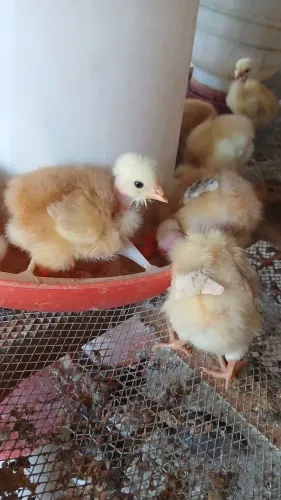 PINTINHO PESCOÇO PELADO