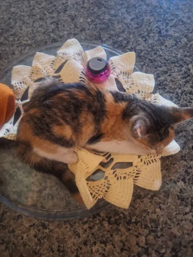 Doação de uma gata de chita