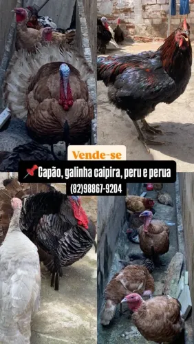 Perus, capões e galinhas de Capoeira