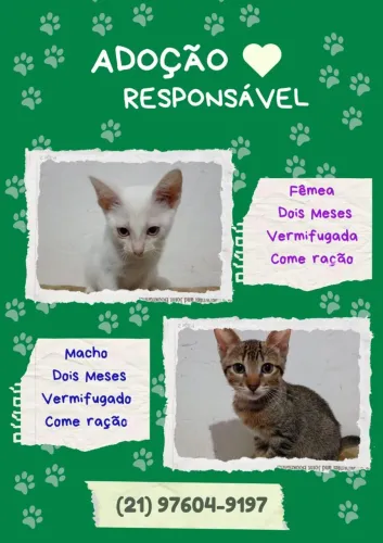 Gatinhos para adoção 