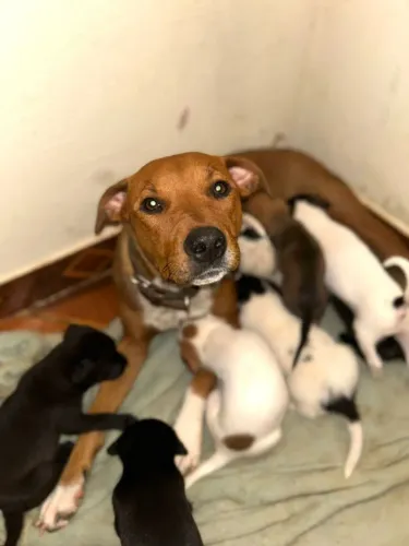 Doa se filhote de cachorro 