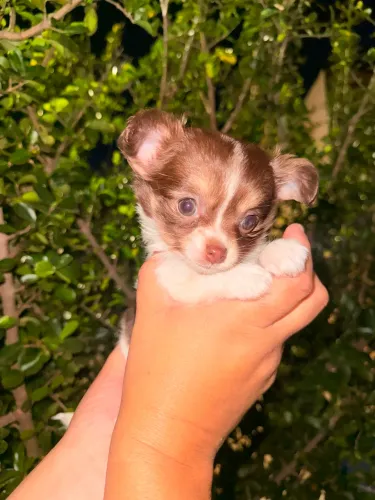 Chihuahua fêmea e macho