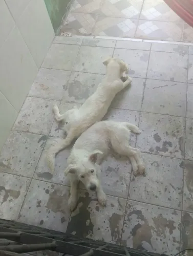 PETS. Pequeno porte para doação
