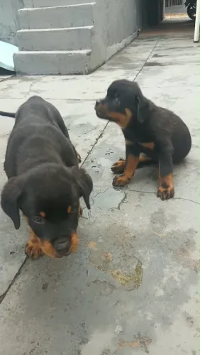 Rottweiler Fêmeas 65 Dias - 2 Filhotes Disponíveis