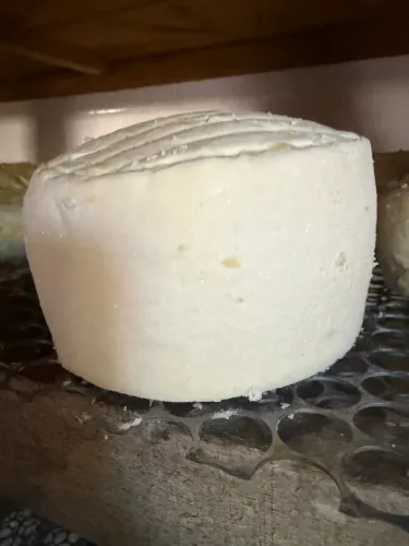 Queijo curado salmoura