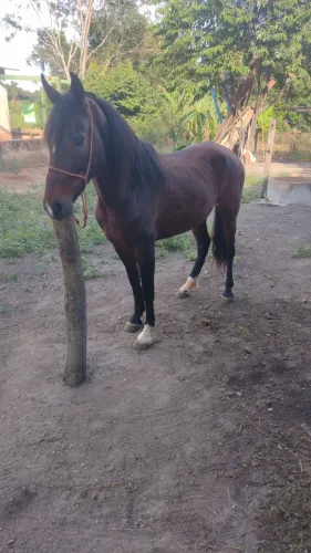 Cavalo mangalarga a venda