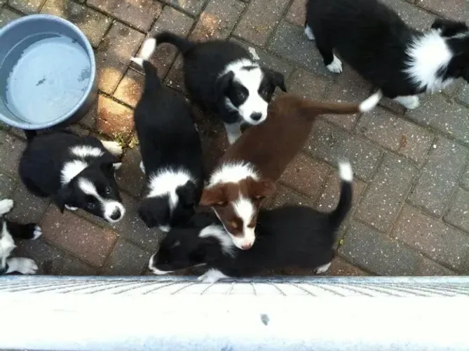Border collie inteligente e ativo
