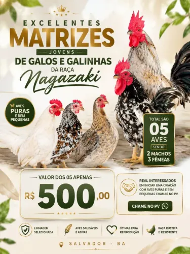 Excelentes galos e galinhas nagazaki. Confira oportunidade!