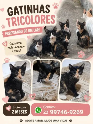 Gatinhas
