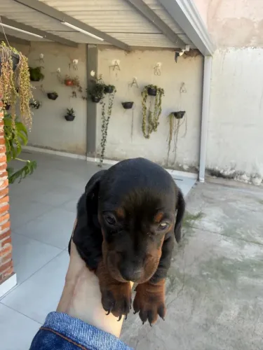 Dachshund - Filhote macho