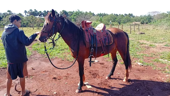 Égua mansa