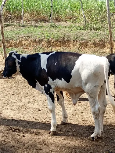 Um garote macho muito manço