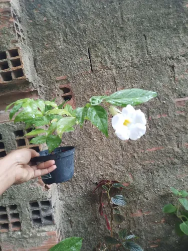 Turbegia flor branca