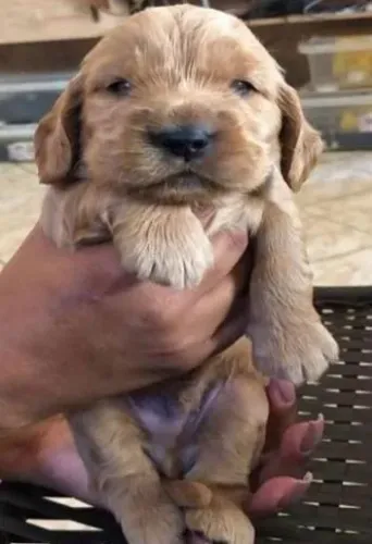 Cocker spaniel saude e qualidade 