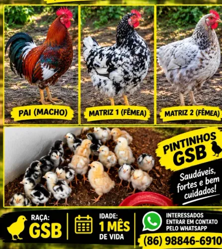 Pintinhos GSB ( galinha balão sertaneja)