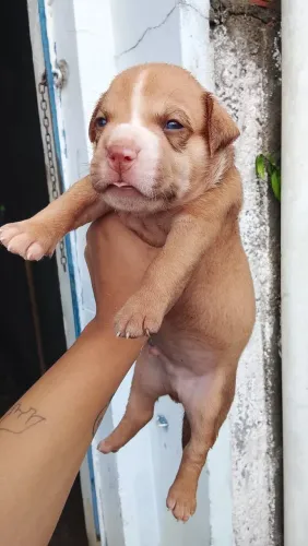 Vendo filhotes American bully 