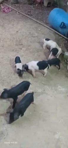 Porcos para vendas
