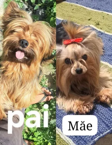 Cachorro