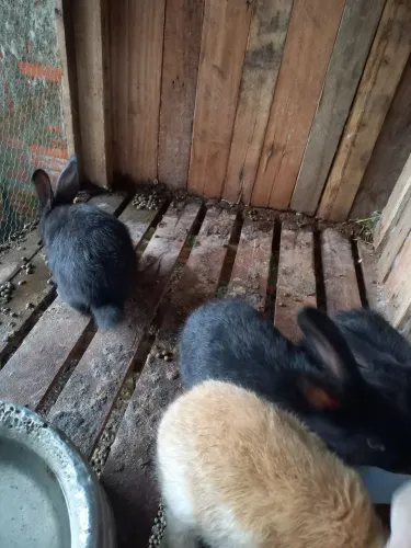 Venda de coelhos gigantes