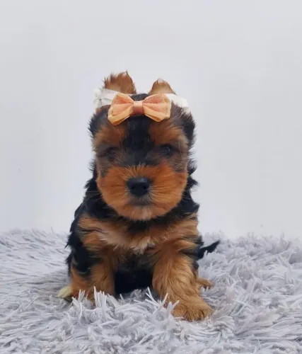 Yorkshire Micro Filhote - Tamanho Mini