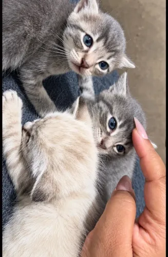 Doação de gatos