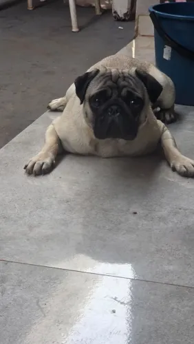 Pug