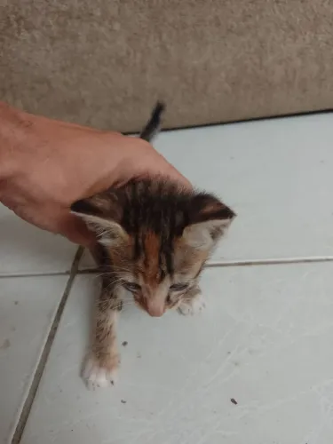 Lindos gatinhos