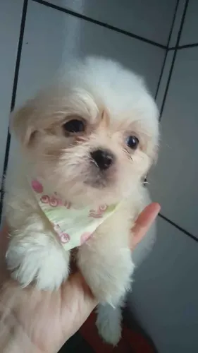 Filhote Maltês, Nada como um filhotinho para completar sua família!