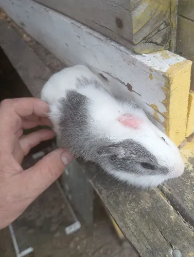 Porquinho da índia