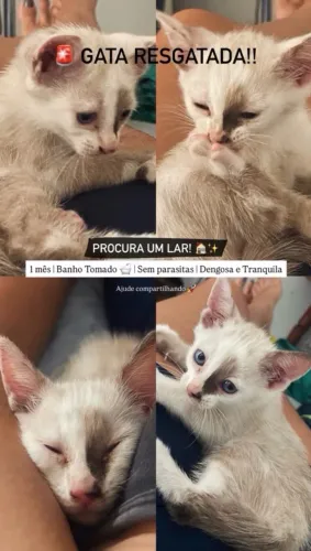 Doação de gata fêmea