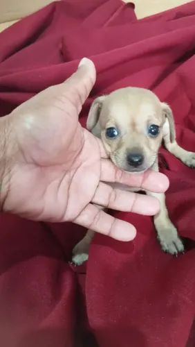 Eu estou vendendo filhotes de pinche
