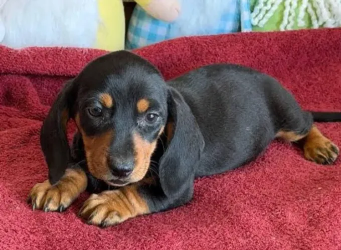 Basset Dachshund Cofap Ótima Companhia. 