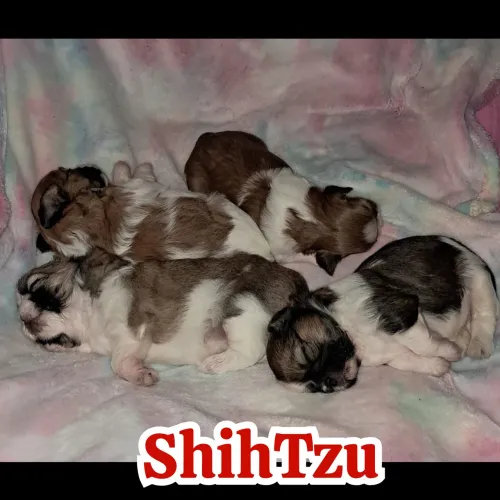 ShihTzu fêmea fofíssima 