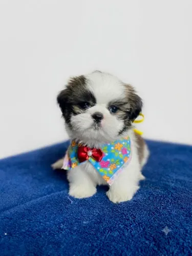 Lindos Filhotes de Shih Tzu