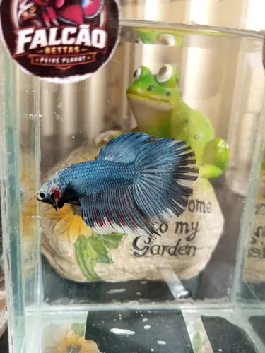 Bettas