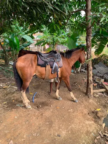 Cavalo 