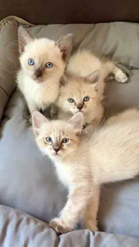 Filhotes da gato siamês com persa 