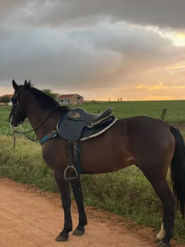 Cavalo de boi