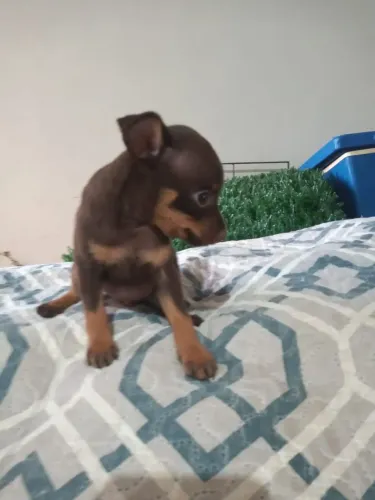 Pincher macho mini .
