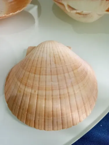 29 conchas para uso de iguarias