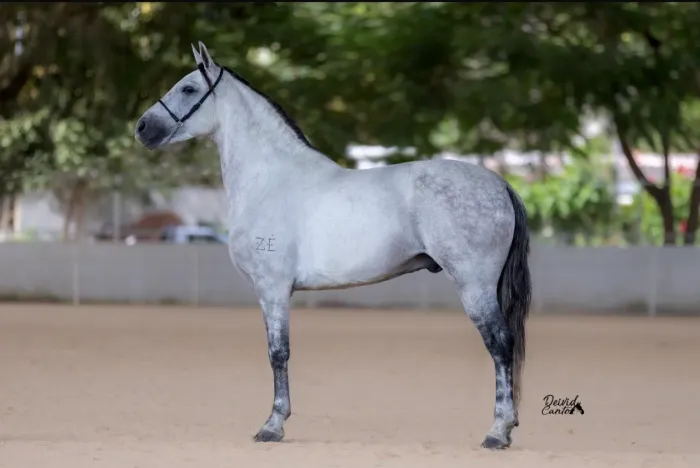 Cavalo 