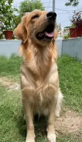 DOAÇÃO GOLDEN ( 1 ANO )