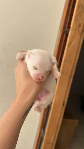 Lulu da Pomerânia/ Spitz alemão