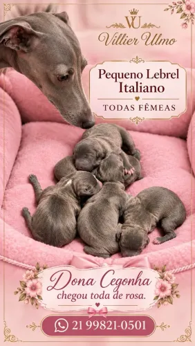Galgo Italiano Cinza - Fêmeas