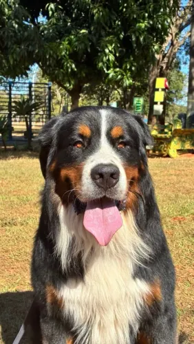 Bernese macho adulto